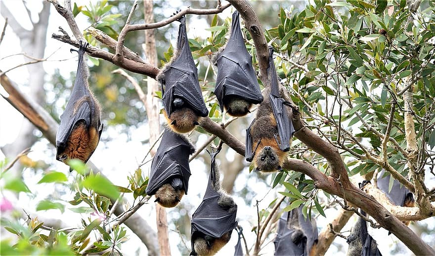 Five things you need to know about bats, disease and coronavirus | Horizon: the EU Research & Innovation magazine | European Commission